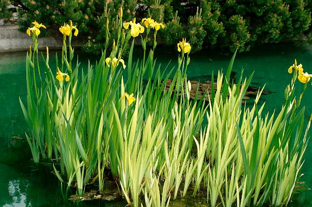 FH_VP_0034(Iris pseudacoris).jpg - Iris pseudacoris (Gele Lis)